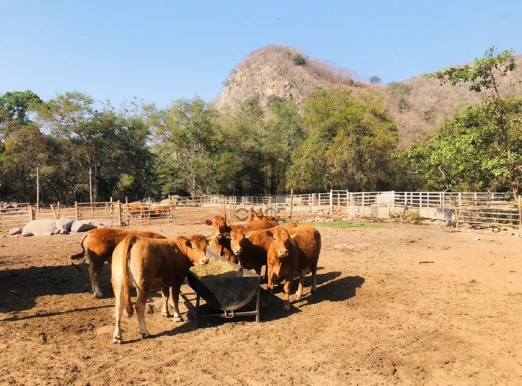 Rancho en venta en Villa de Álvarez, Colima — foto 16 de 31