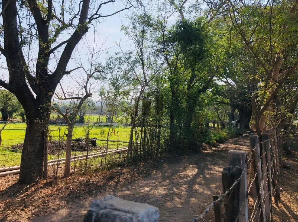 Rancho en venta en Villa de Álvarez, Colima — foto 15 de 31